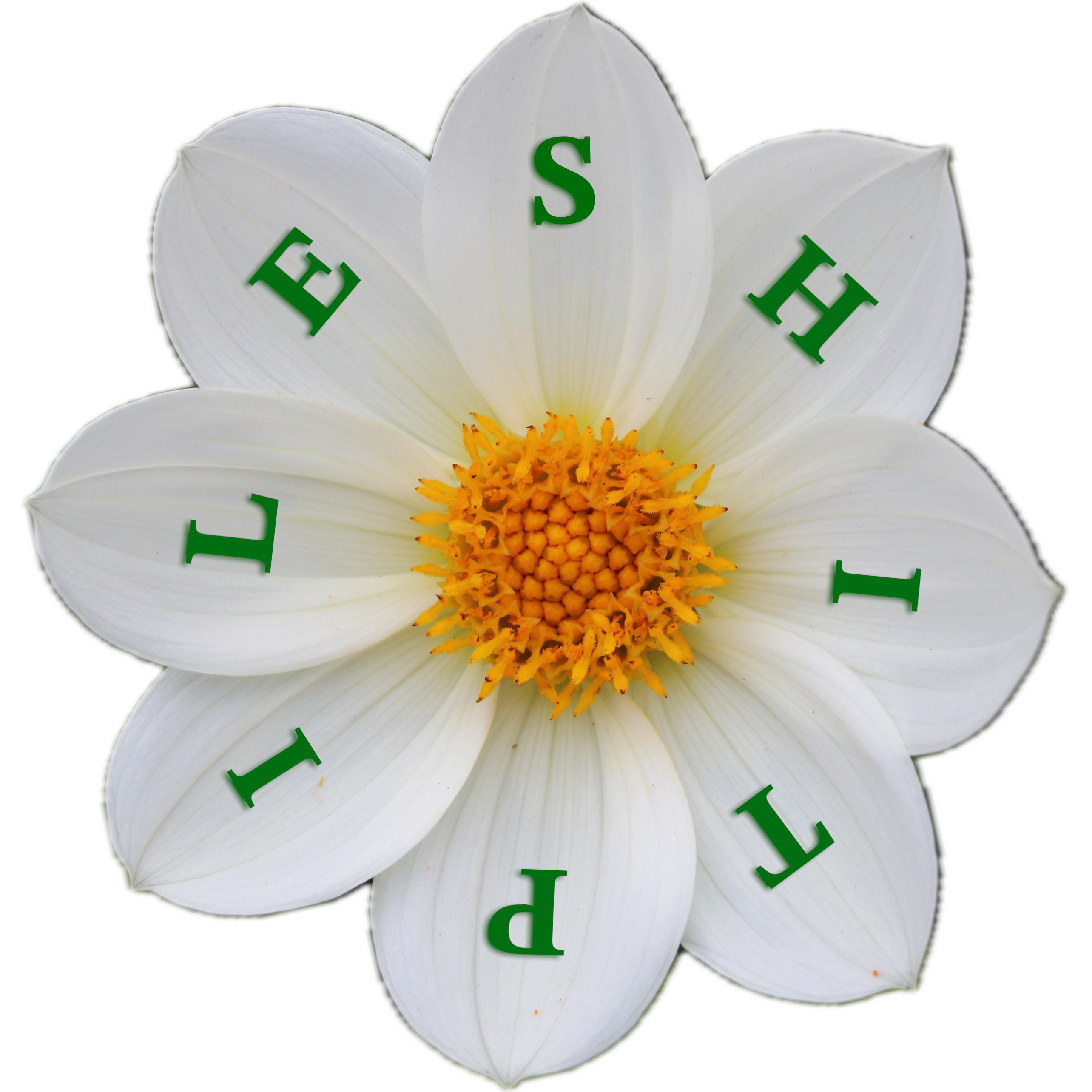 a rotating daisy with the text 'shitpile'