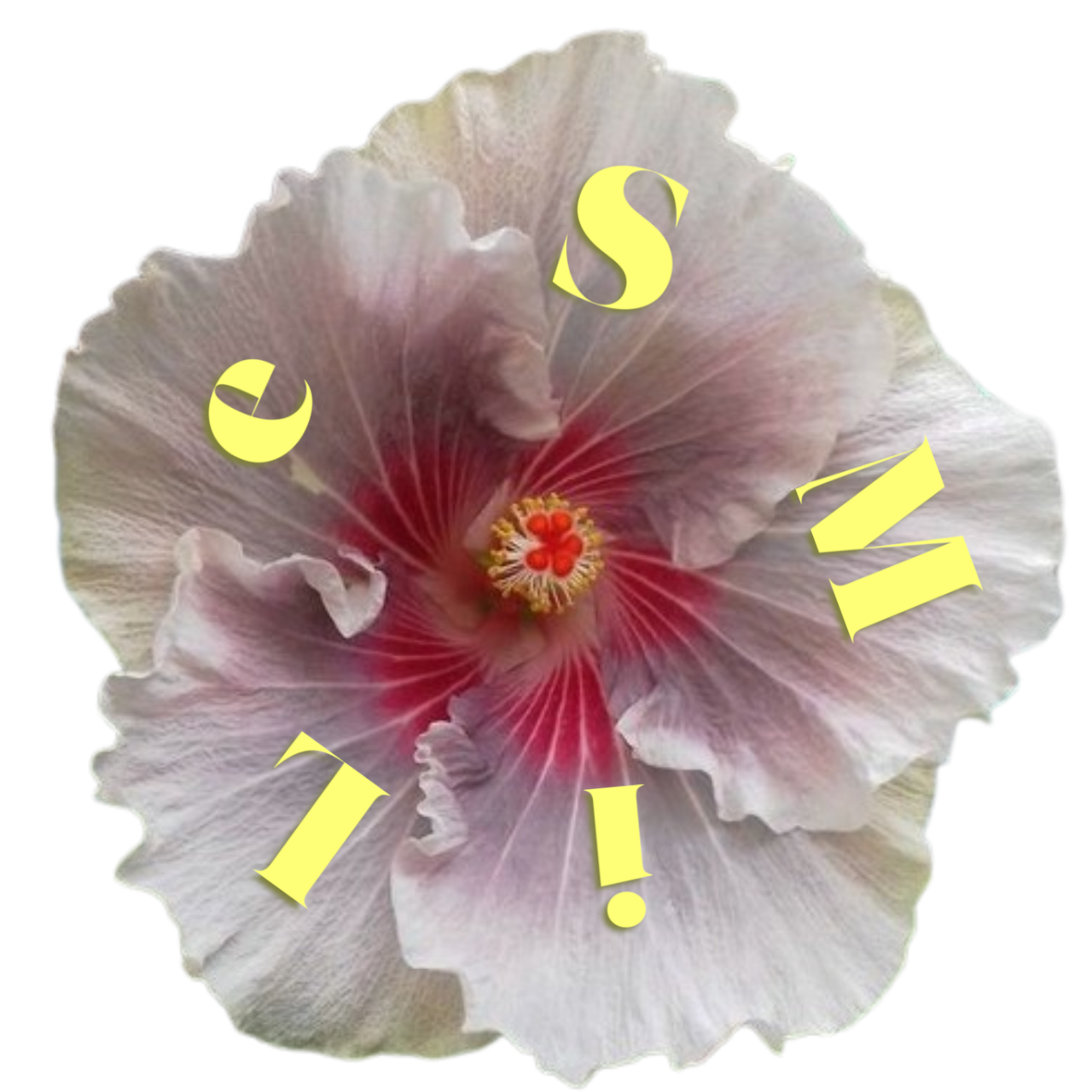 a rotating hybiscus with the text 'smile'